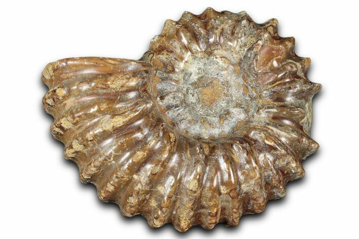 Bumpy Ammonite (Douvilleiceras) Fossil - Madagascar #343817